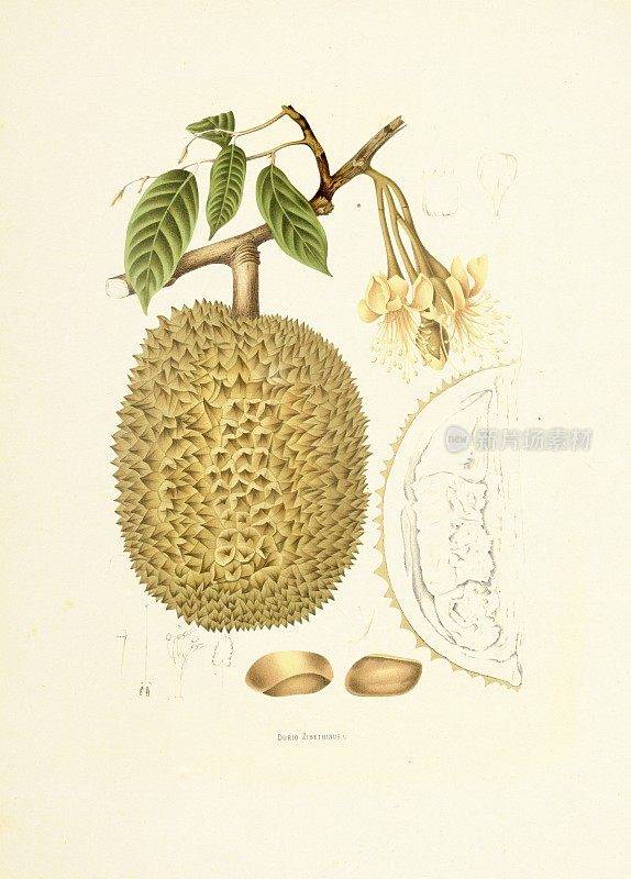 榴莲|古董植物插图